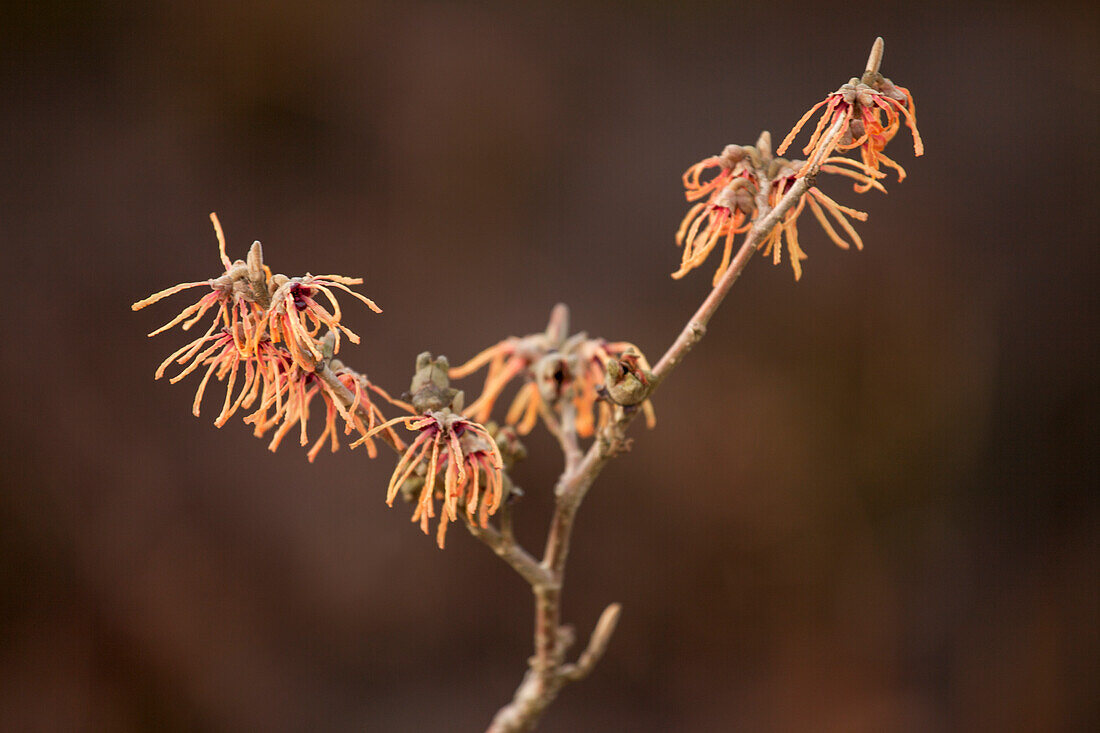 Hamamelis x intermedia 'Aurora'