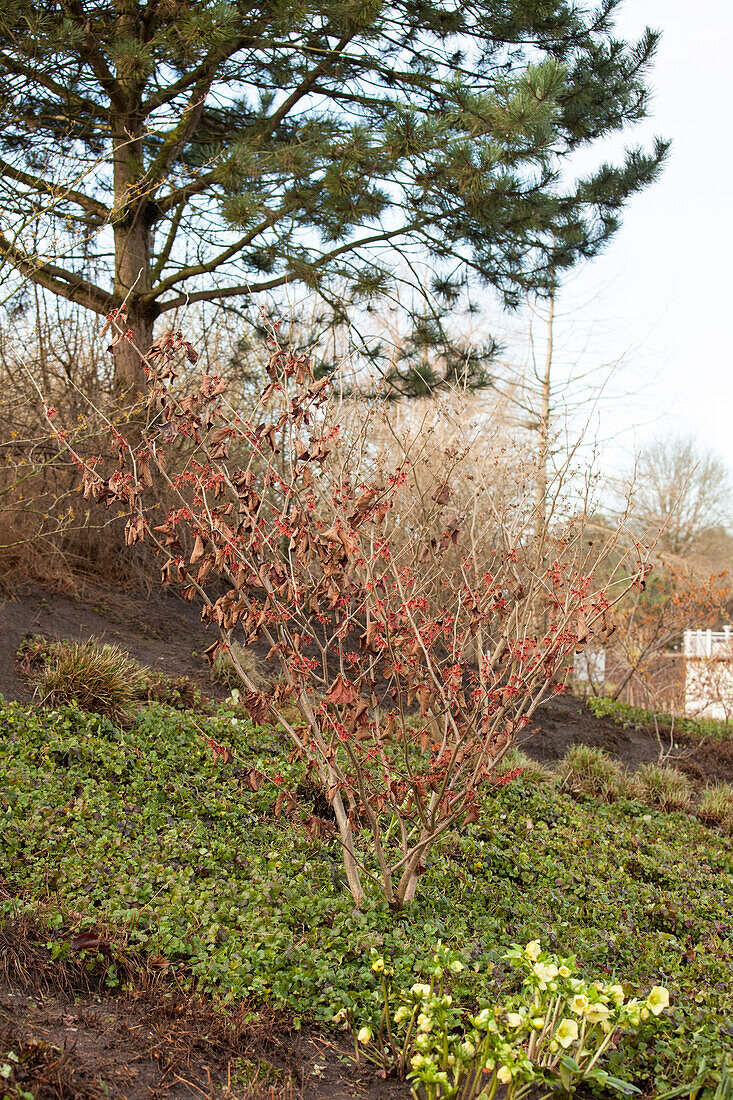 Hamamelis x intermedia 'Carmin Red'