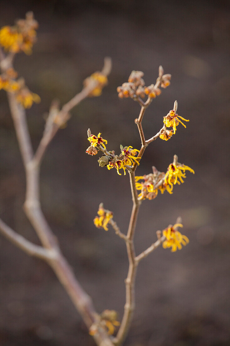 Hamamelis x intermedia 'Easter Gold