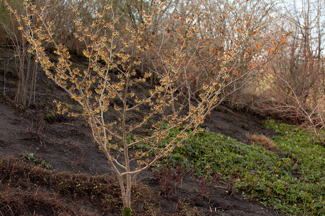 Hamamelis x intermedia 'Cyrille'