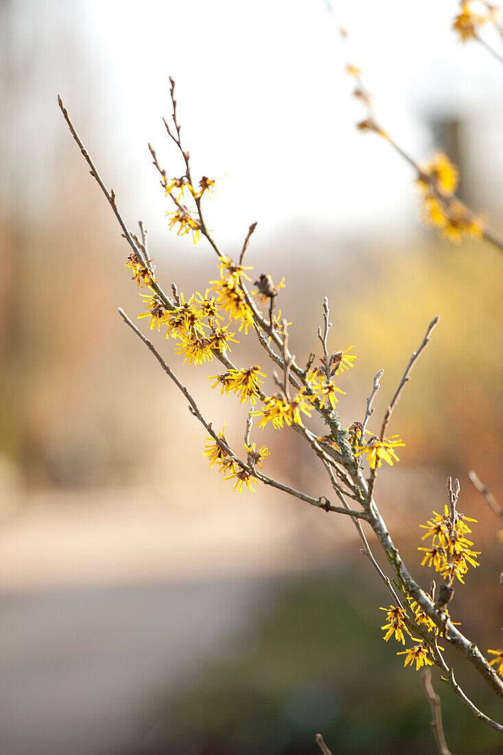 Hamamelis x intermedia 'James Wells'