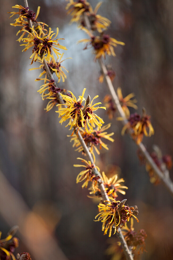 Hamamelis x intermedia 'Harry'