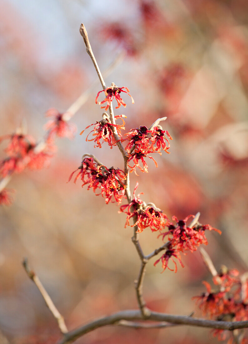 Hamamelis x intermedia 'Feuerzauber'