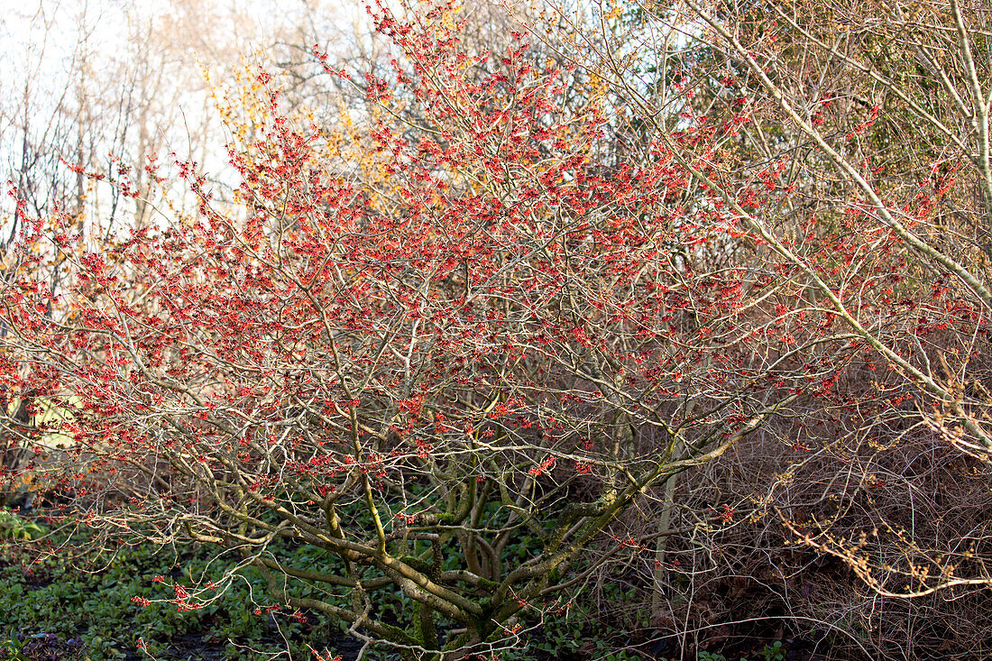 Hamamelis x intermedia 'Fire magic