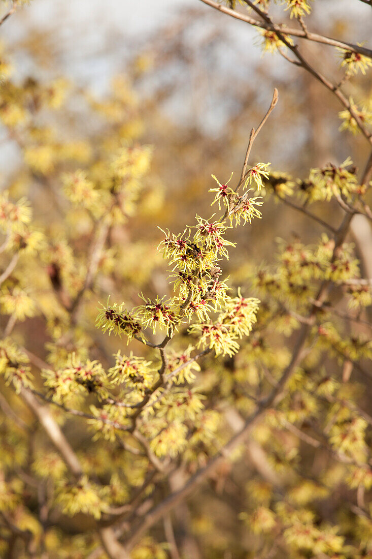 Hamamelis x intermedia 'Moonlight'