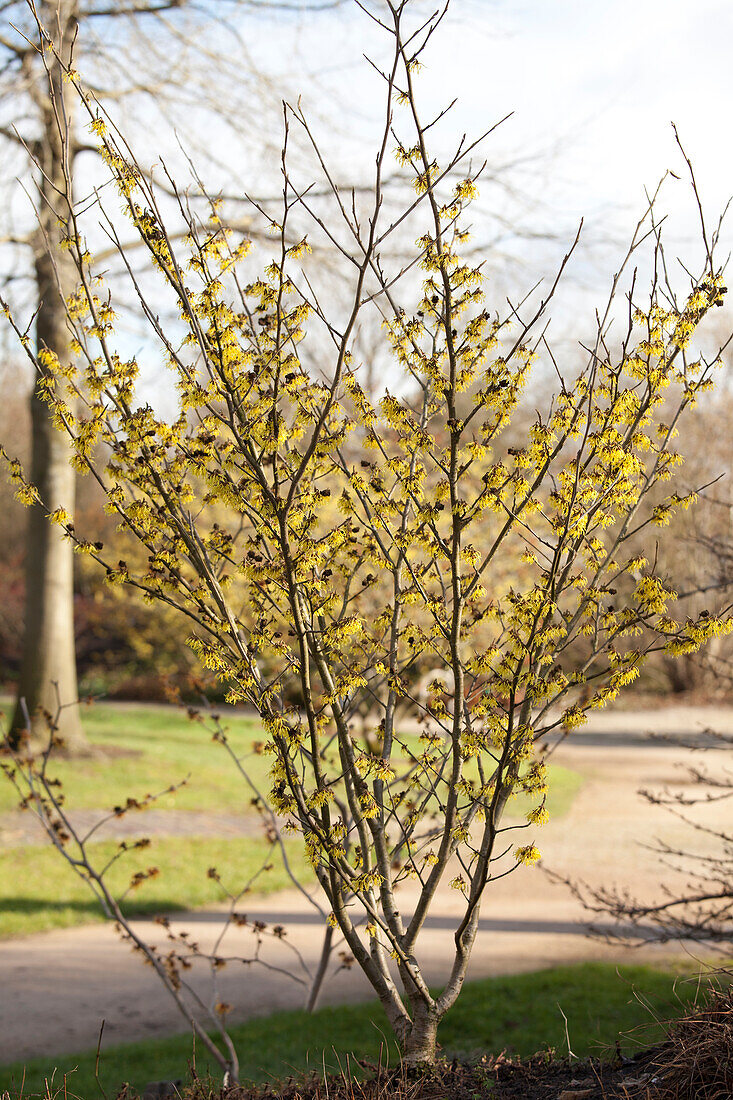 Hamamelis x intermedia 'Arnold Promise'