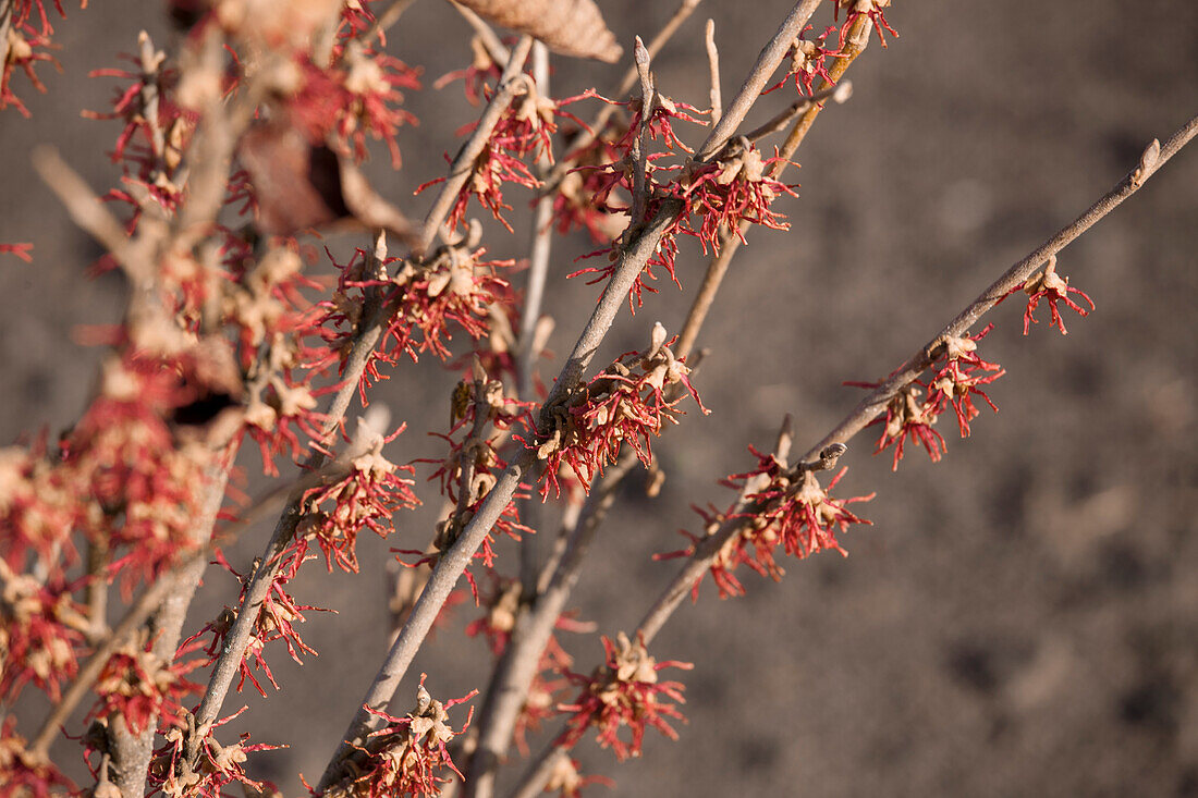 Hamamelis vernalis 'Washington Park'