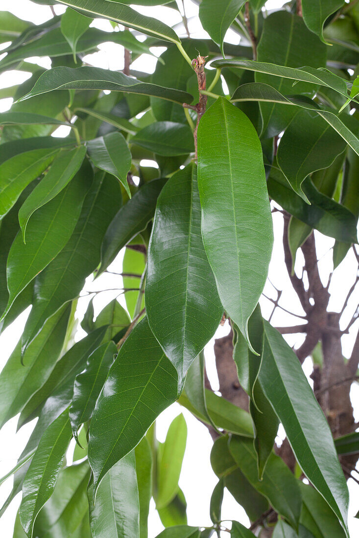 Ficus binnendijkii 'Amstel King' tree
