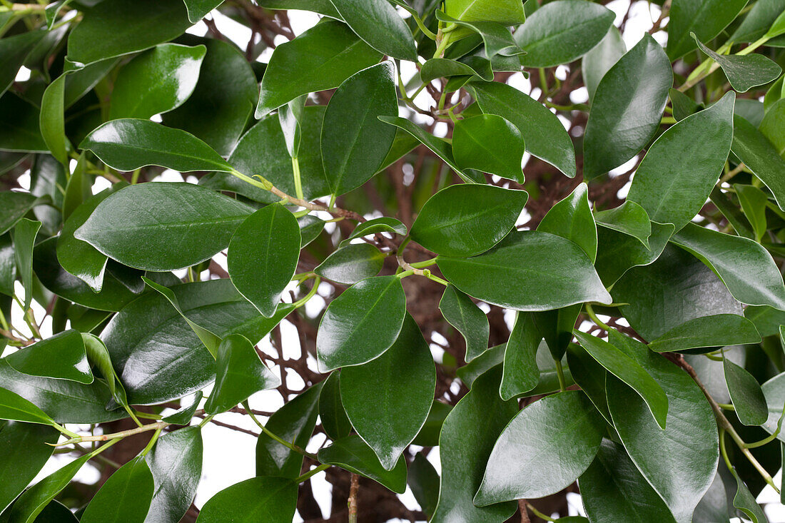 Ficus microcarpa