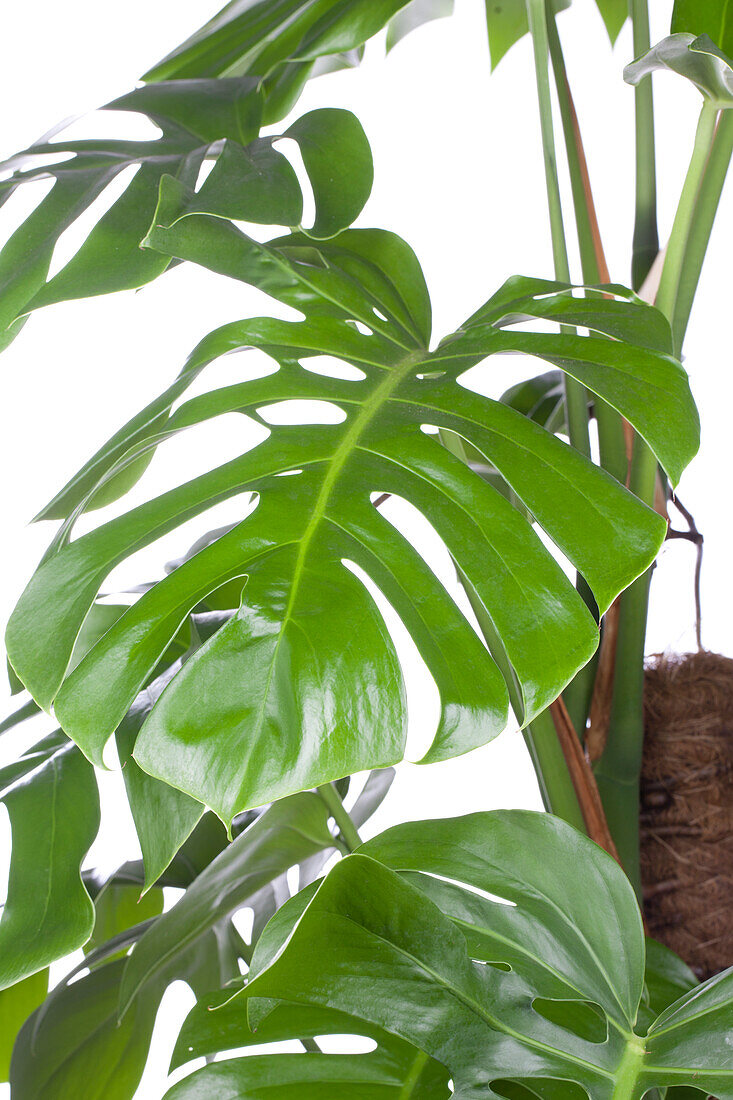 Monstera pertusum