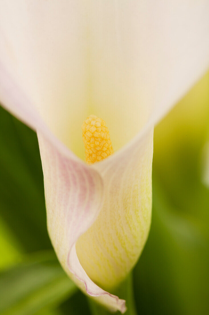 Zantedeschia aethiopica, pinkish-white