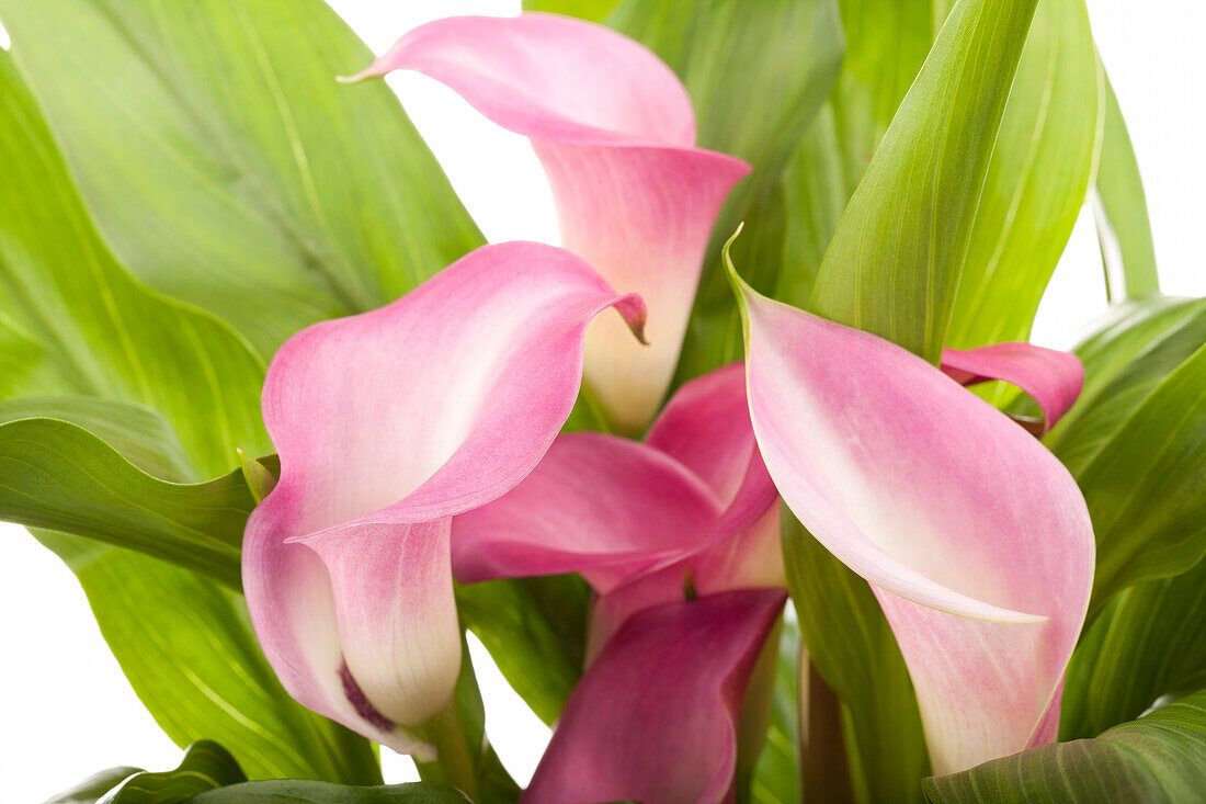 Zantedeschia aethiopica, pink-white