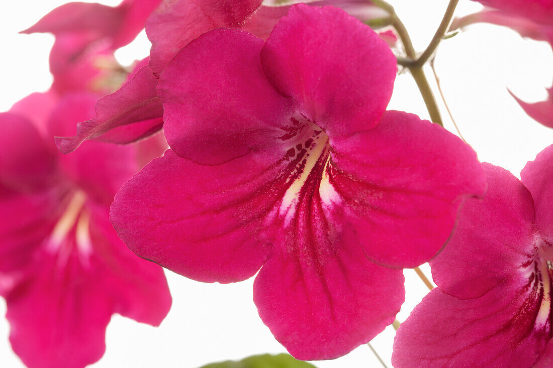 Streptocarpus