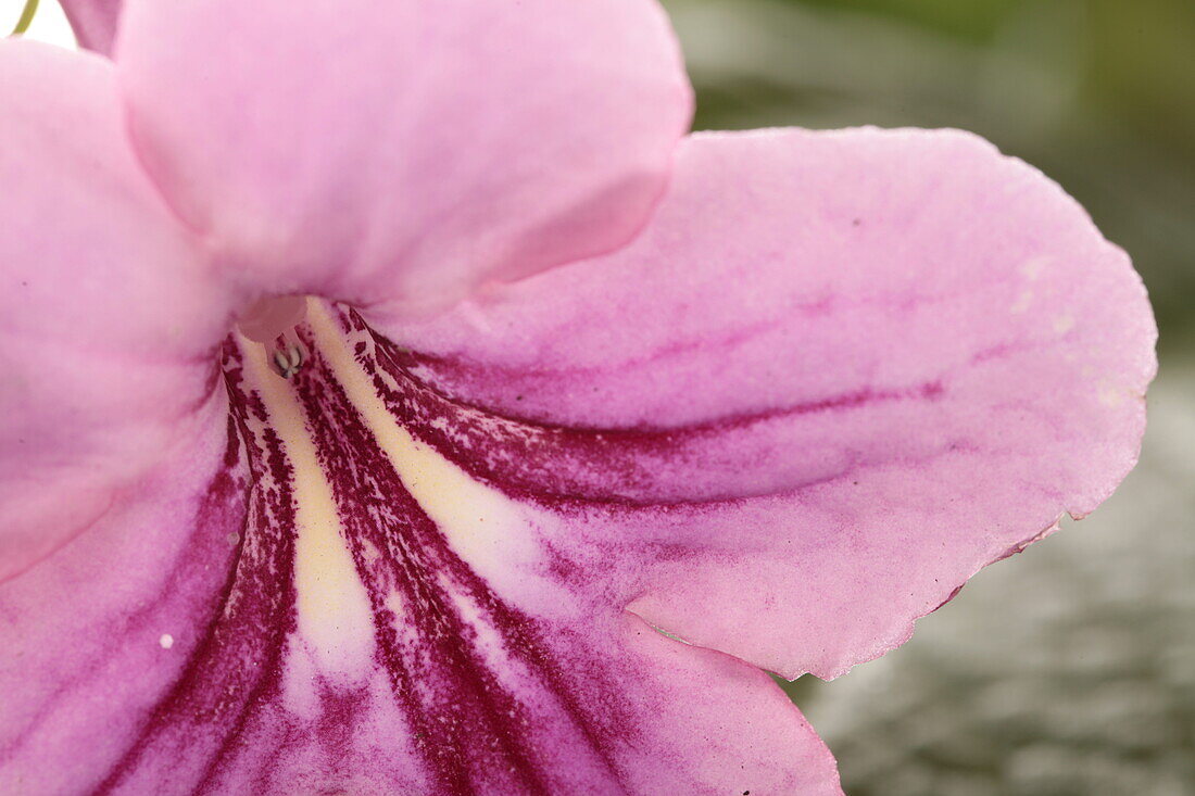 Streptocarpus