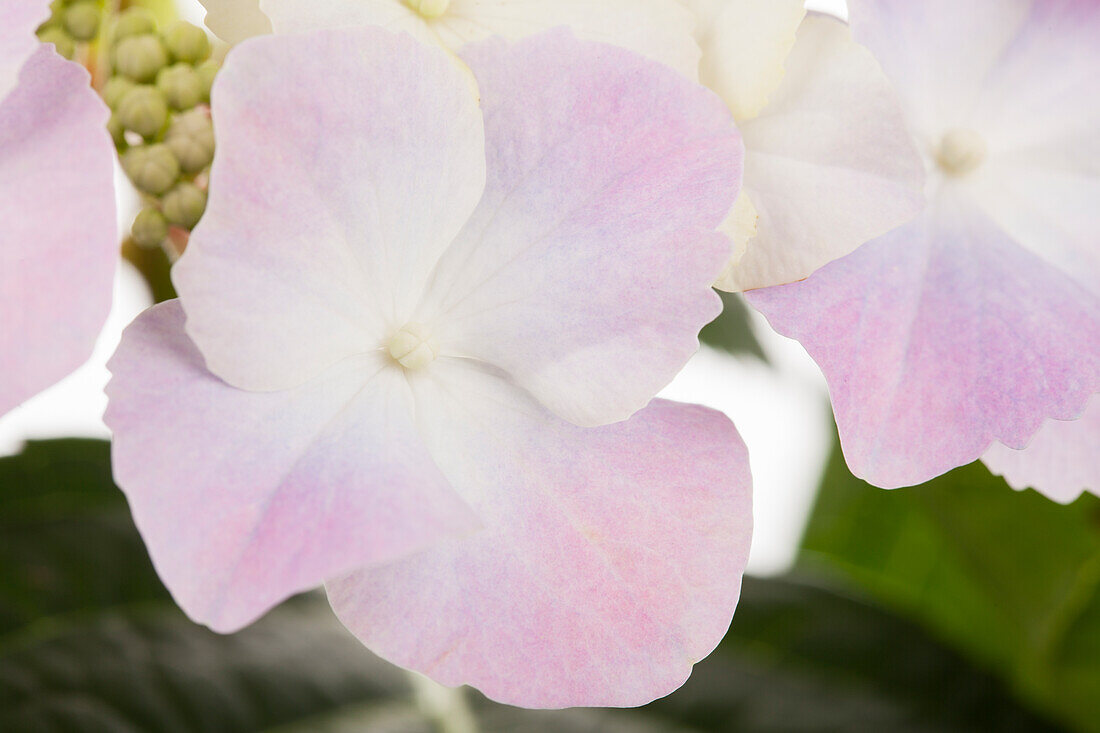 Hydrangea macrophylla, Teller