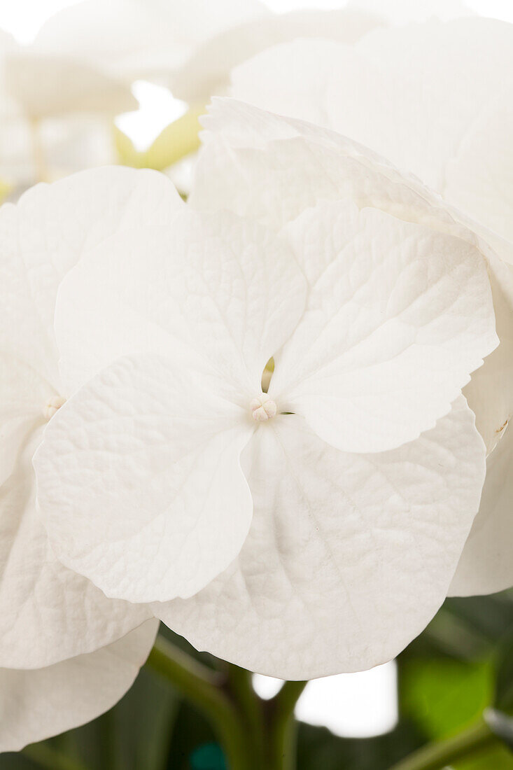 Hydrangea macrophylla, weiß