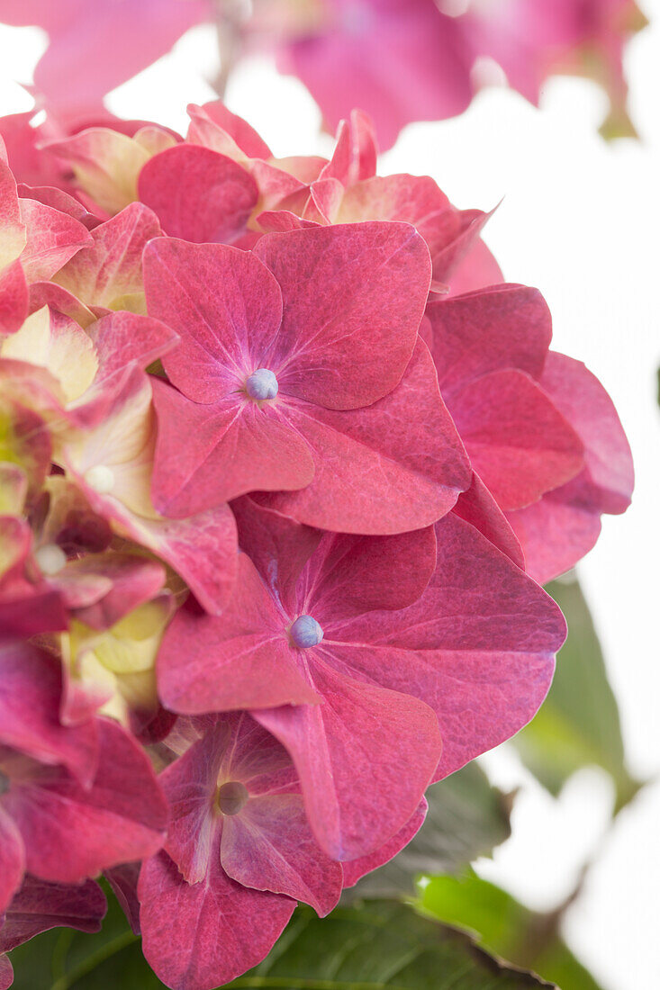 Hydrangea macrophylla, rose pink