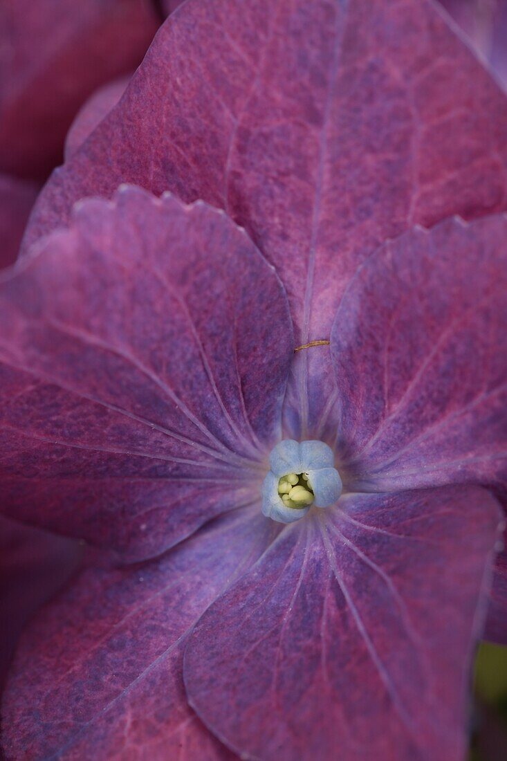 Hydrangea macrophylla