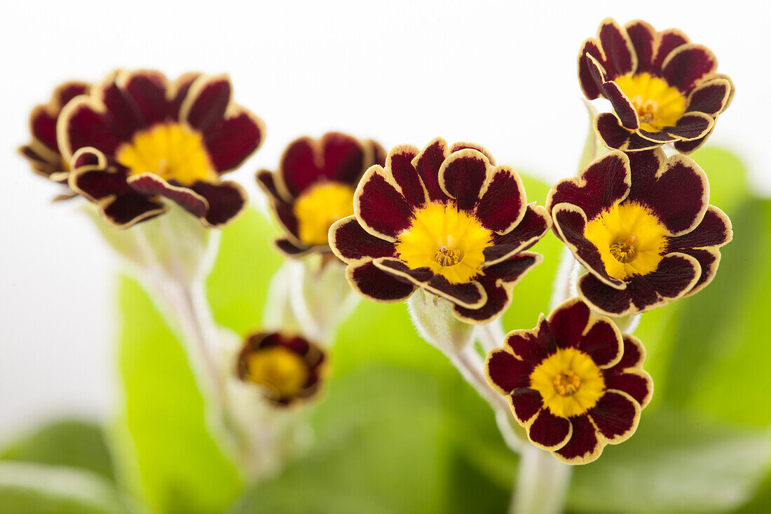 Primula elatior 'Victoriana