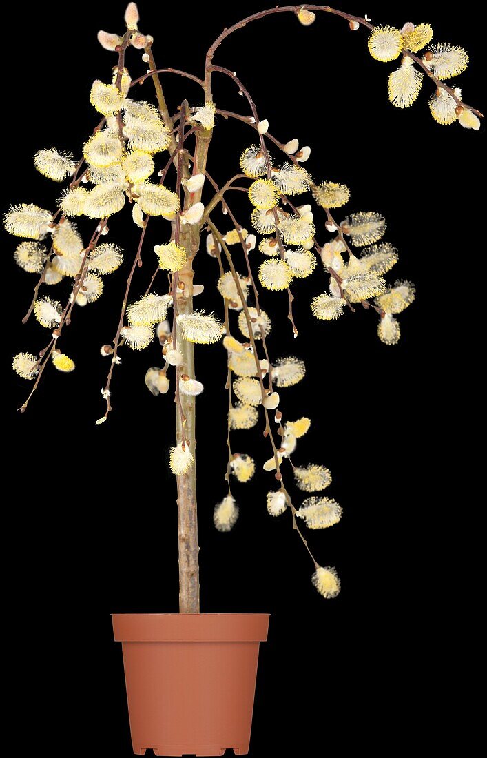 14035681 Salix caprea 'Pendula