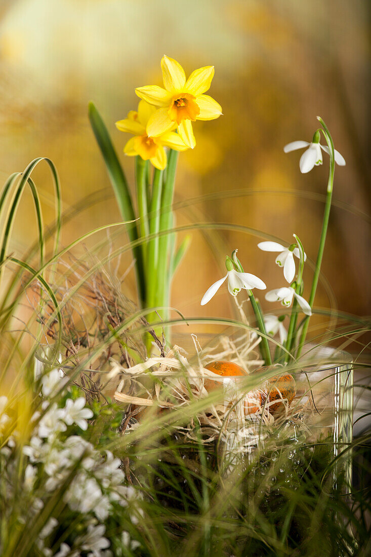 Narcissus, Galanthus nivalis