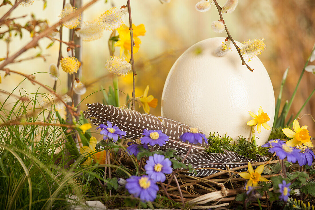 Easter crocus