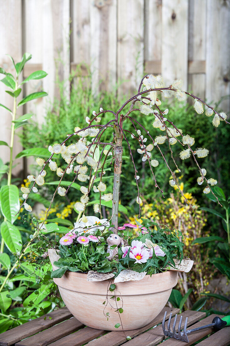 Salix caprea 'Pendula'