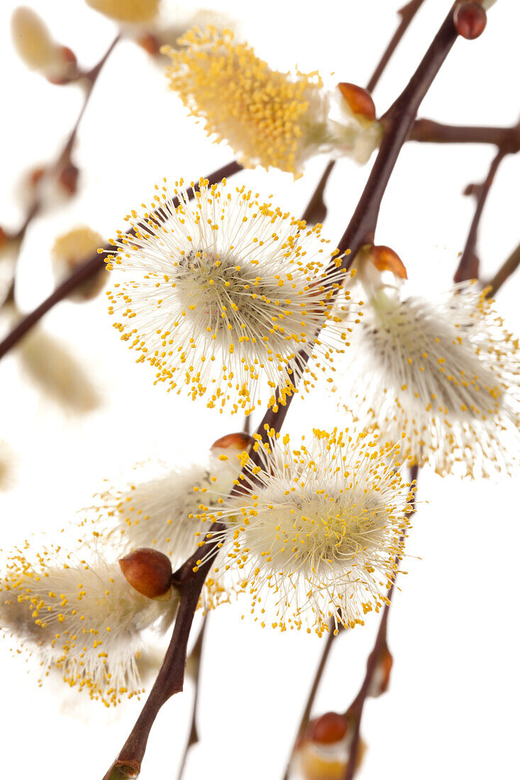 Salix caprea 'Pendula'