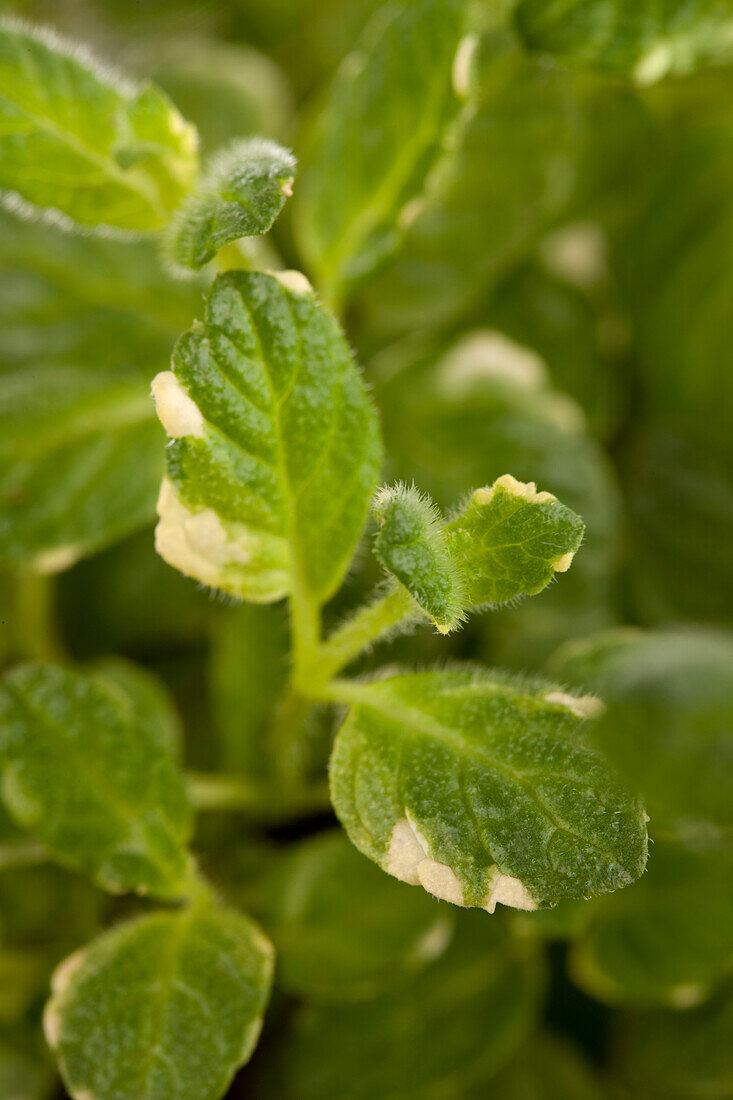 Mentha suaveolens 'Variegata'