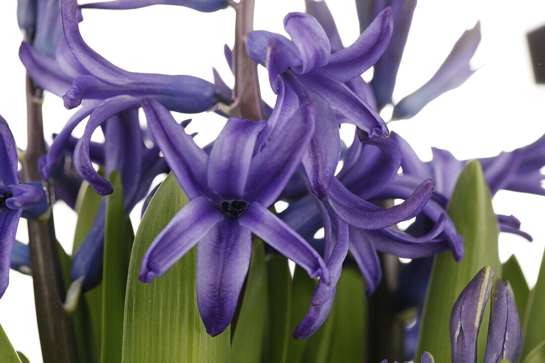 Hyacinthus