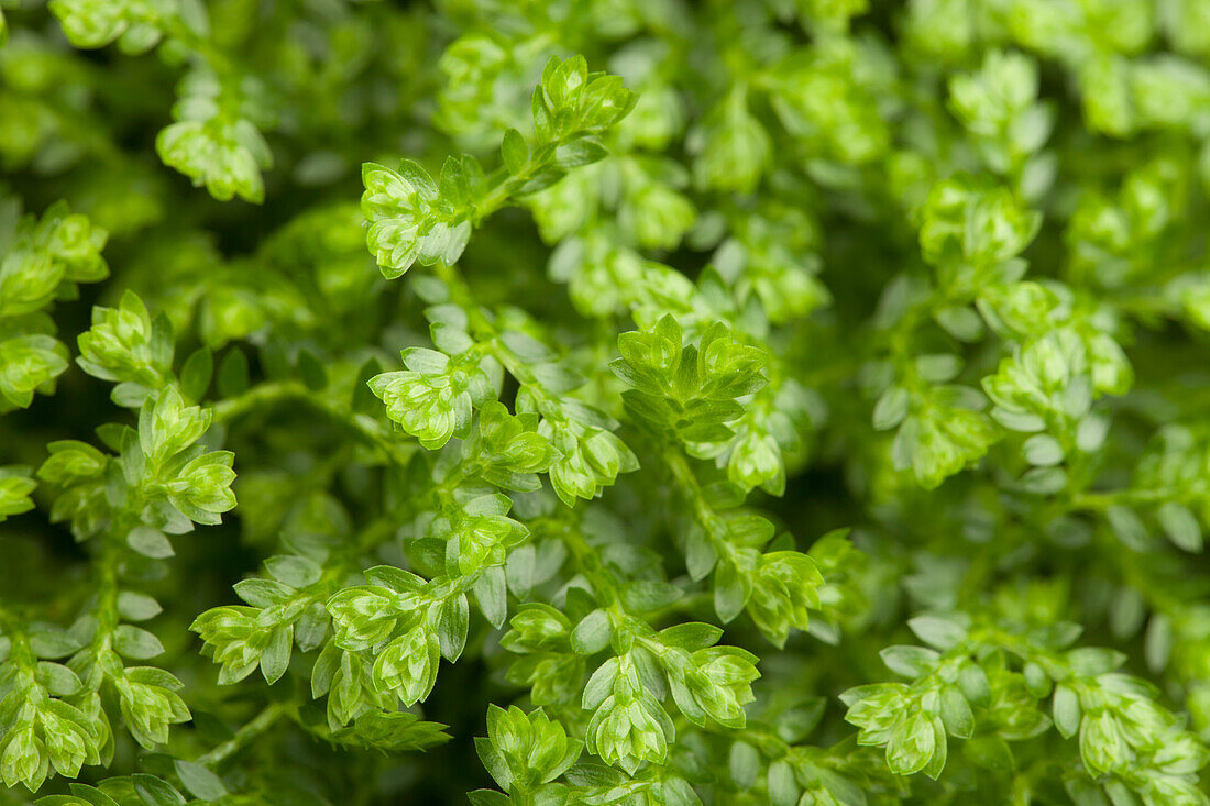 Selaginella apoda