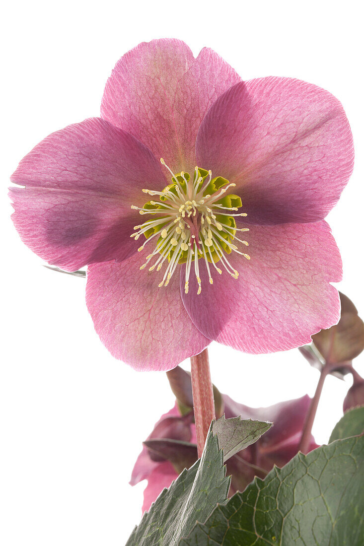 Helleborus 'Annas Red'