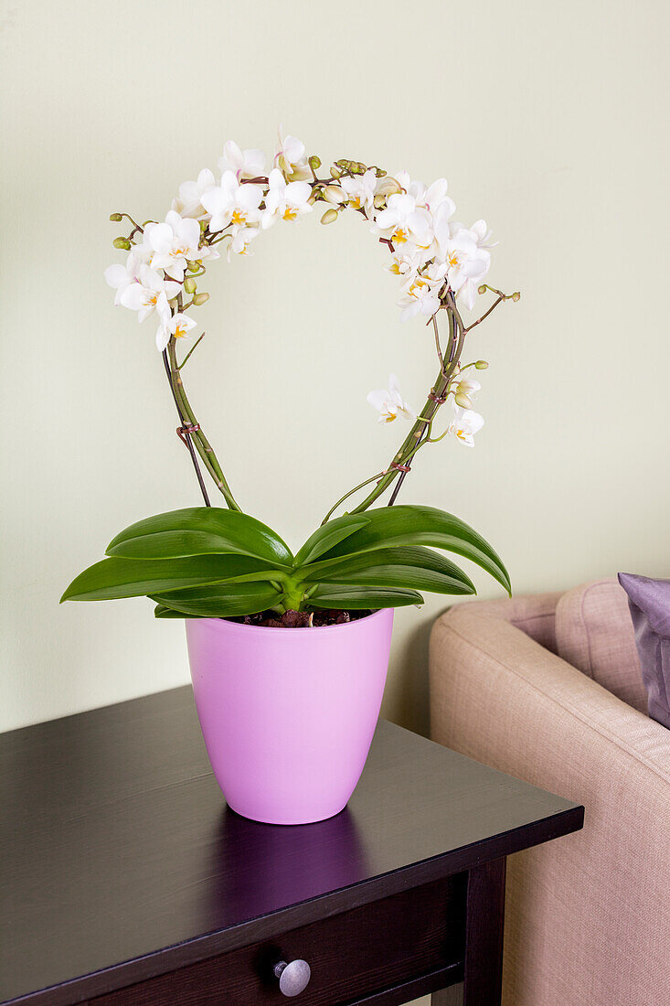 Phalaenopsis, white