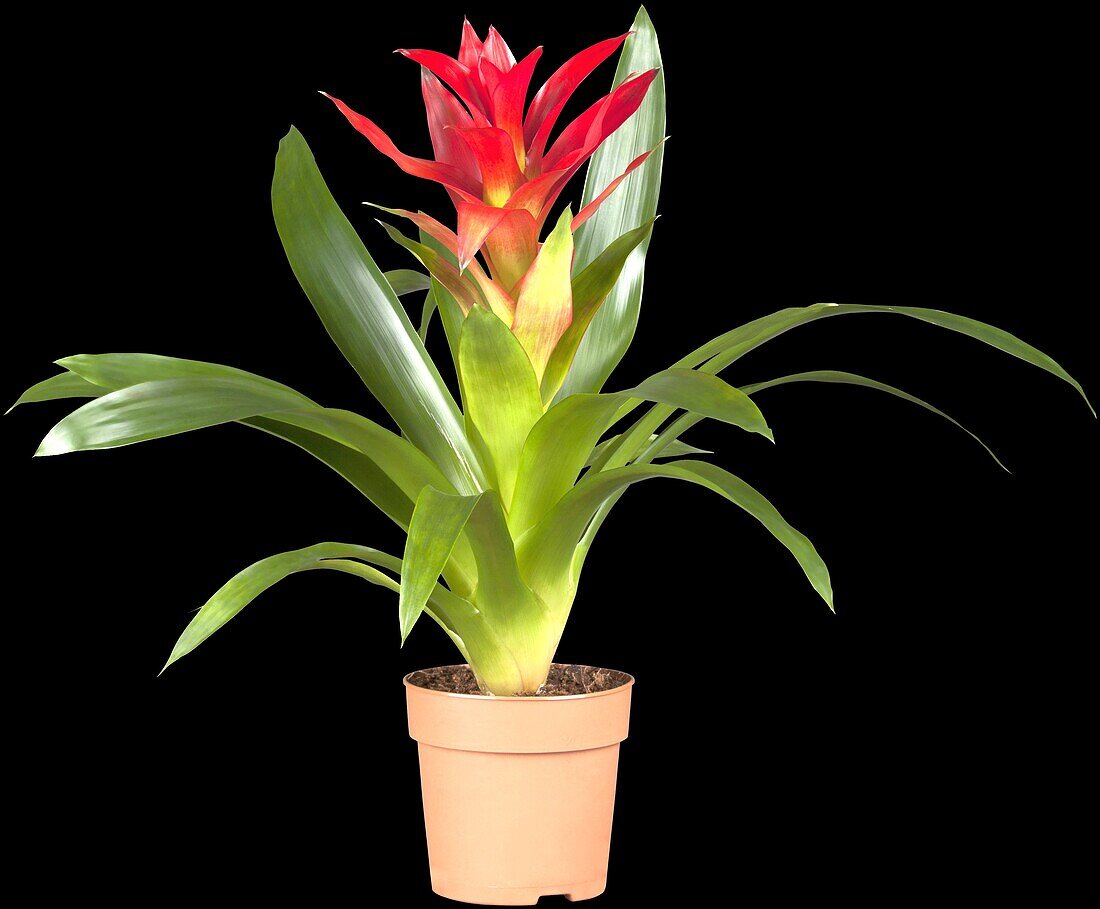 Guzmania, red