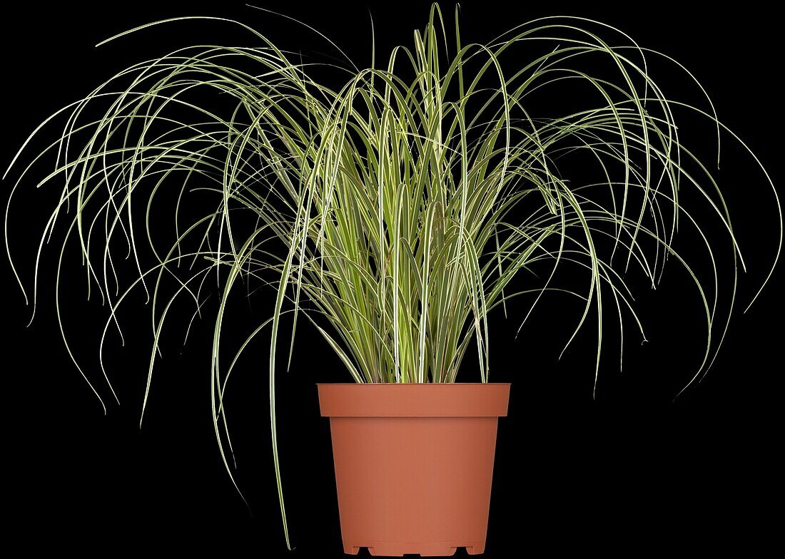 Carex brunnea