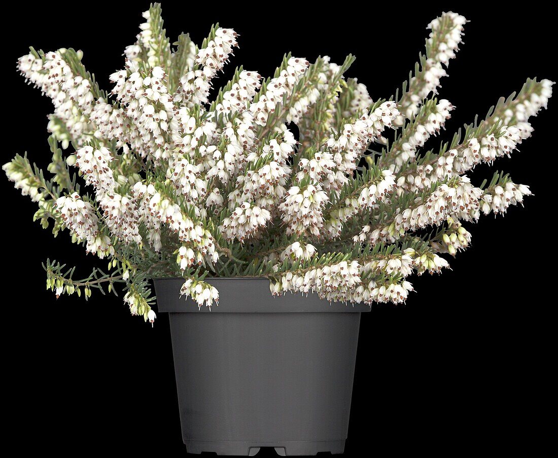 Erica darleyensis, white