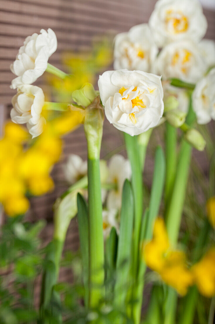 Narcissus Bridal Crown