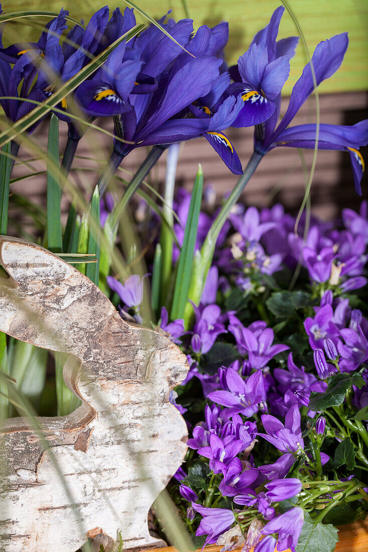 Iris reticulata, Campanula isophylla 'Napoli'