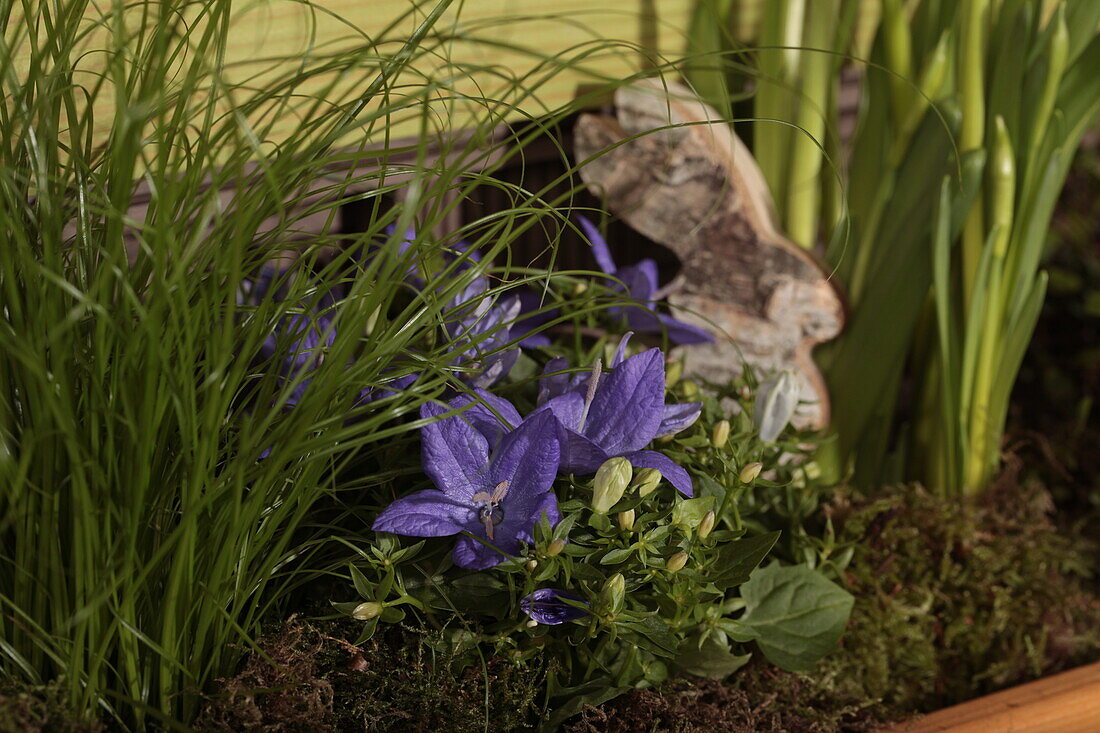 Campanula isophylla 'Napoli'