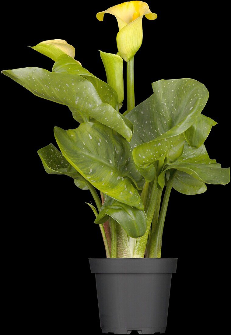 Zantedeschia aethiopica, gelb