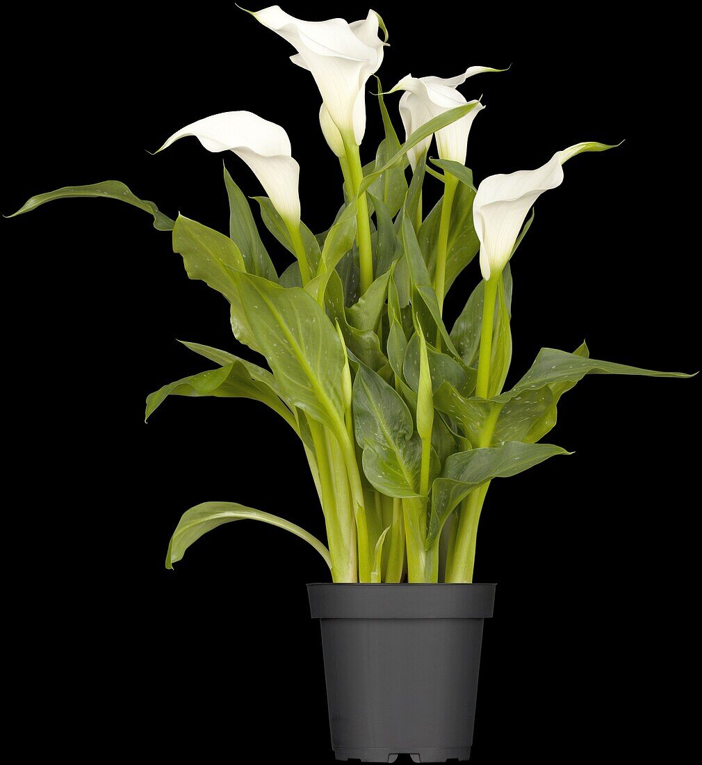 Zantedeschia aethiopica, weiß