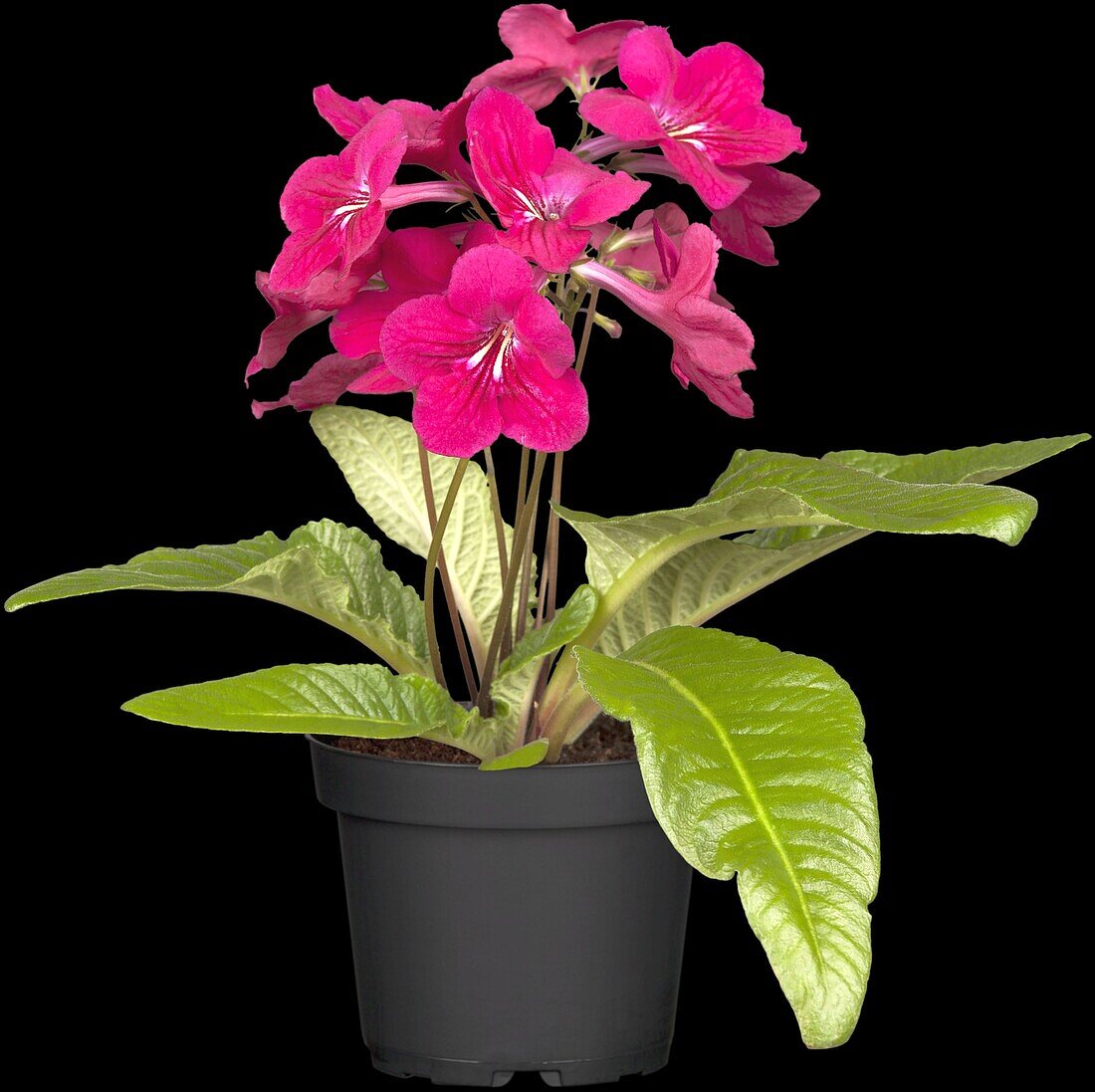 Streptocarpus