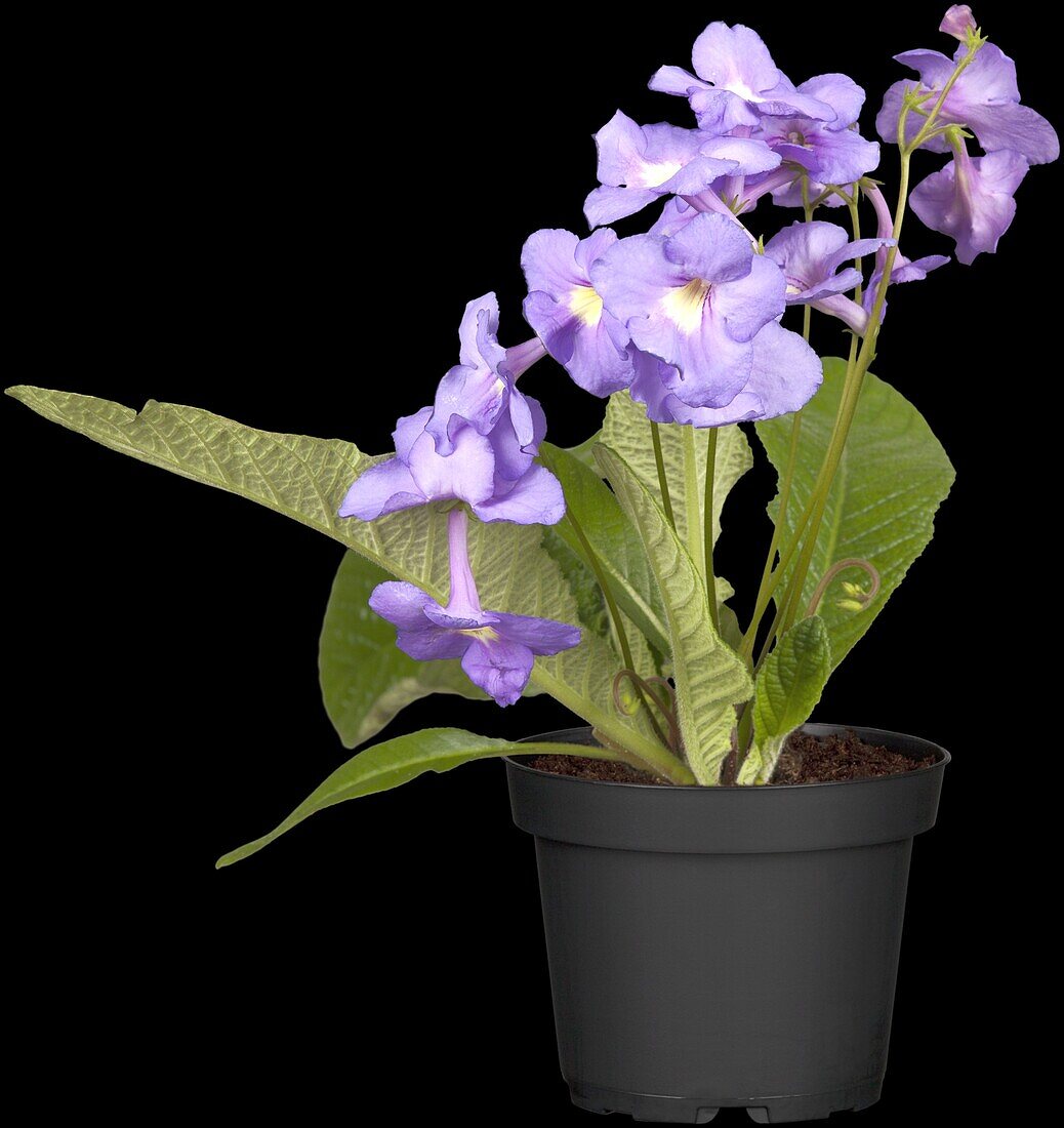 Streptocarpus, blau