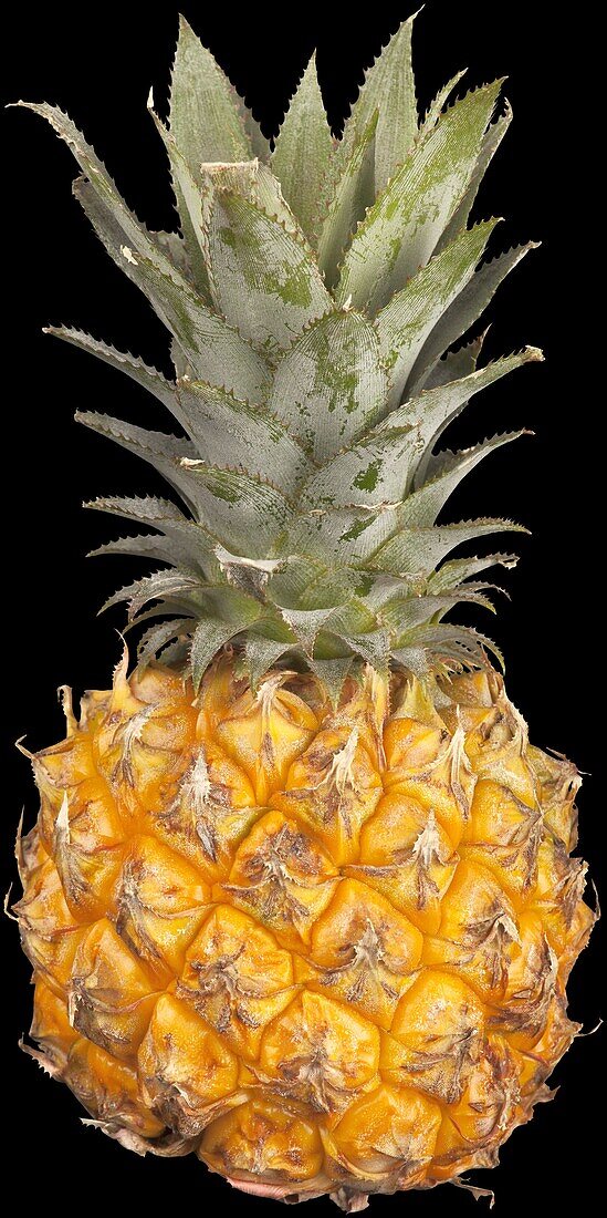 Ananas comosus (Baby Ananas)