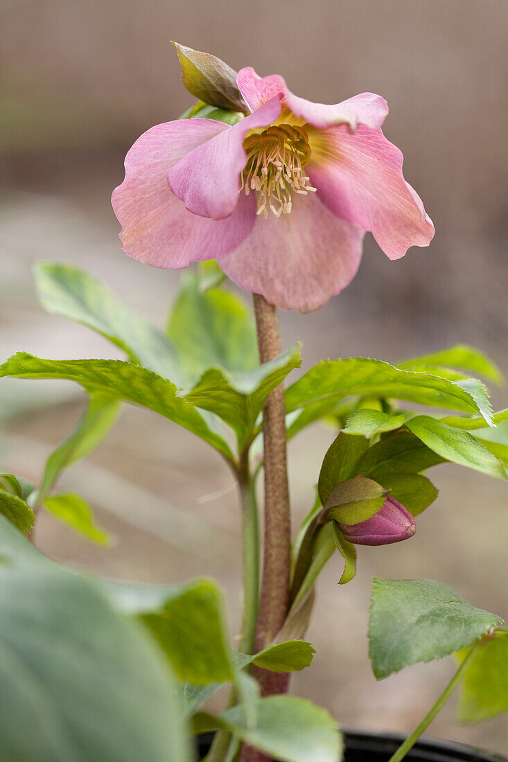 Helleborus orientalis