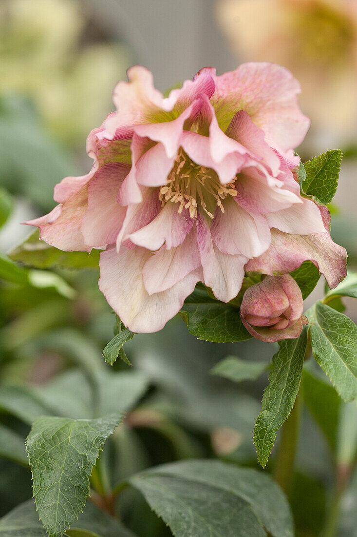 Helleborus orientalis 'Double Pink', Wilgenbroek Selection