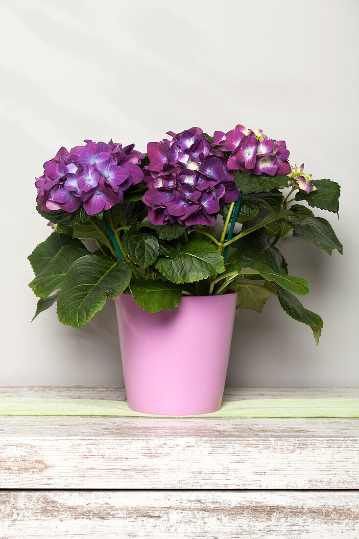 Hydrangea macrophylla