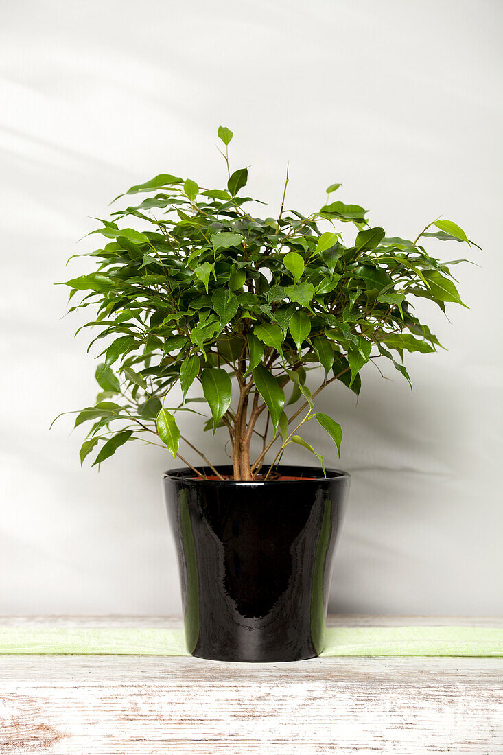 Ficus benjamina