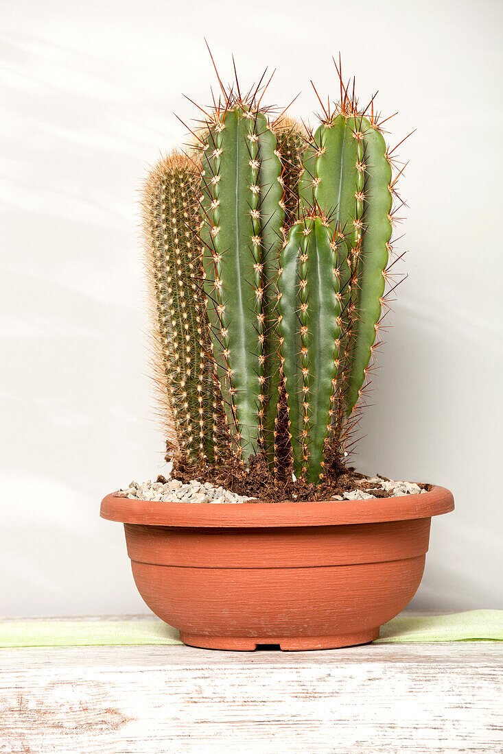 Cereus