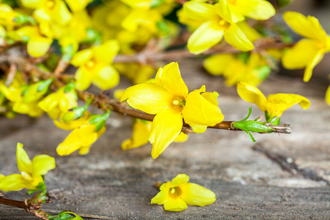 Forsythia